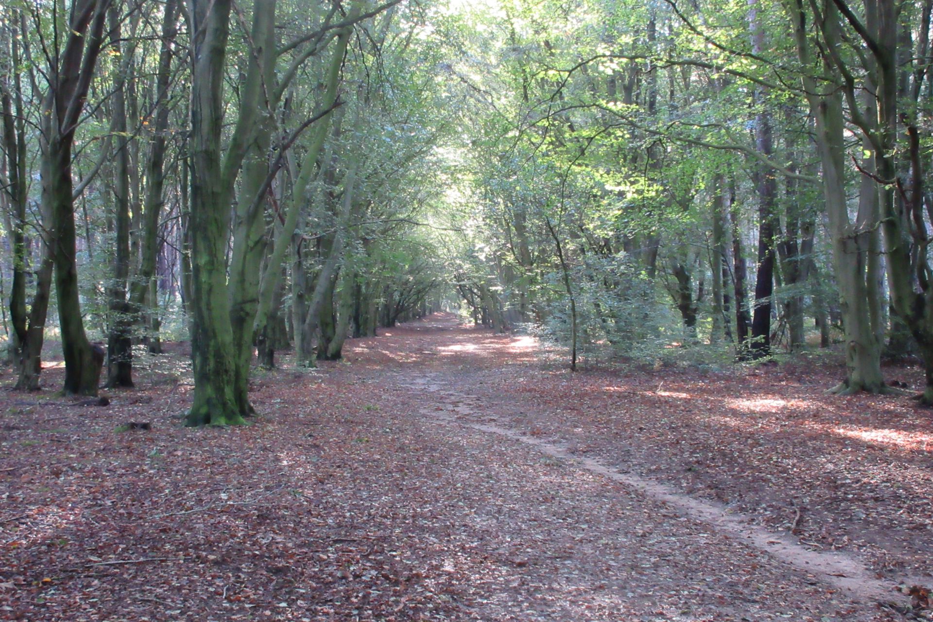 Broughton Break Wood